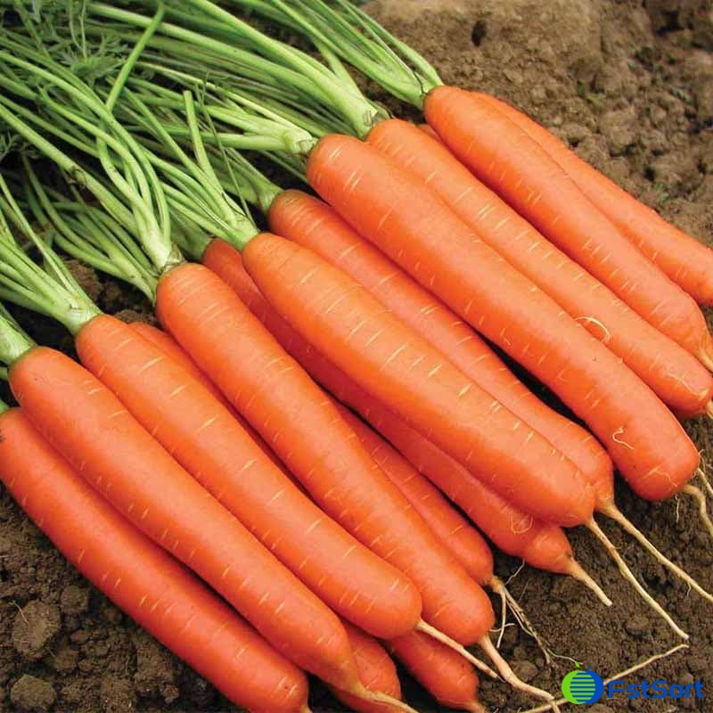 Millions of Queensland carrots Millions of Queensland carrots